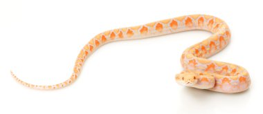 Lavanta albino retiküle python