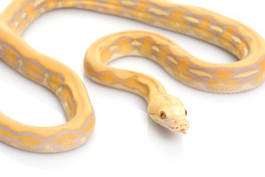 Mor kaplan albino retiküle python