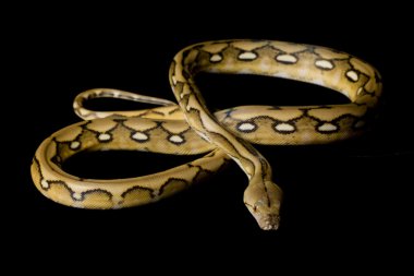 Güneş-kaplan retiküle python