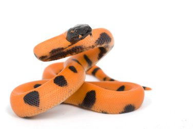 halkalı bismark python