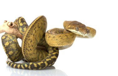 Python fırçalayın