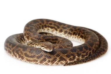 Benekli python