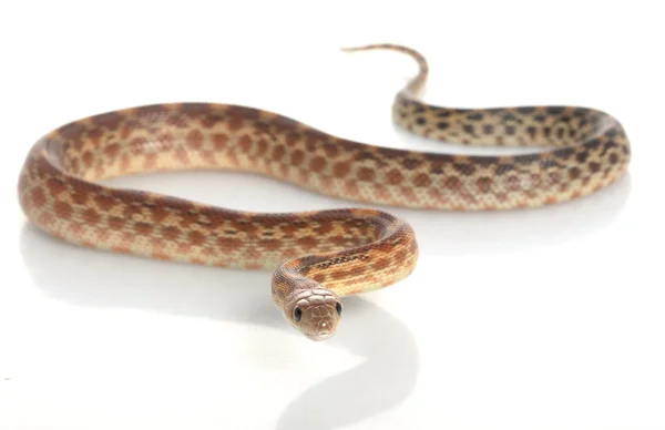 Ακρωτήριο gopher φίδι — Φωτογραφία Αρχείου