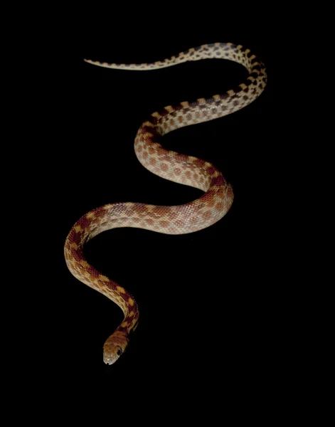 海角 gopher 蛇 — 图库照片