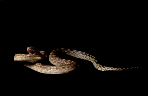 Cape Gopher Snake — Stock Photo, Image