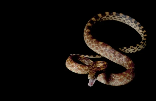 Kaap gopher snake — Stockfoto