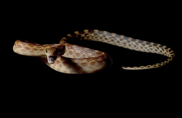 海角 gopher 蛇 — 图库照片