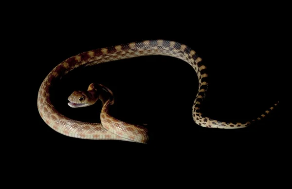 Cape Gopher Snake — Stock Photo, Image