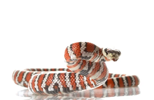 Arizonai hegyi kígyó — Stock Fotó