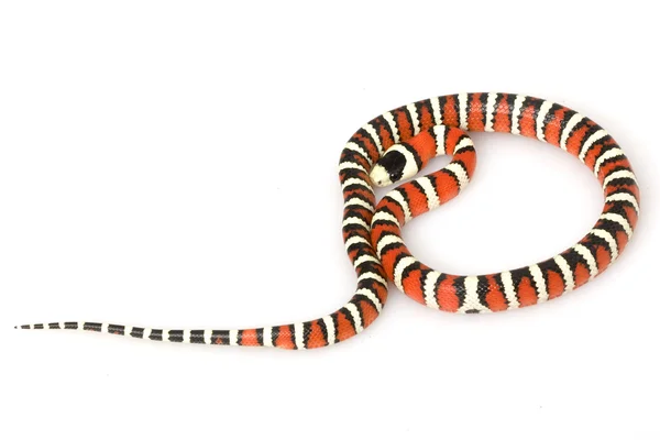 Arizona montaña kingsnake — Foto de Stock