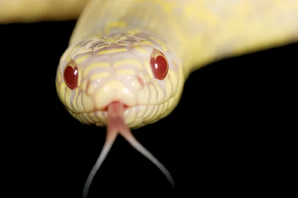 Королівська змія Каліфорнії Альбіно — стокове фото
