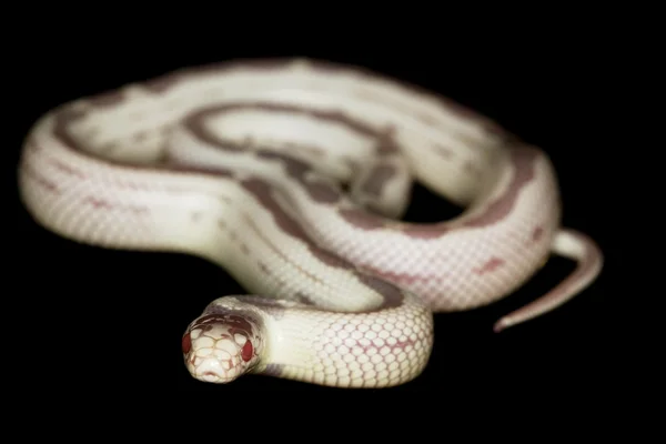 Çizgili albino california kingsnake ters — Stok fotoğraf