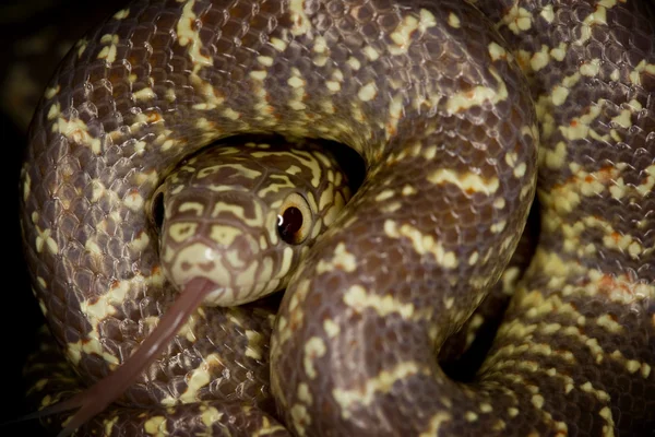 O Rei Serpente de Brook — Fotografia de Stock