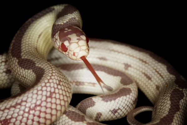 Umgekehrte gestreifte kalifornische Albino-Königsnatter — Stockfoto