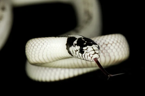 バナナ カリフォルニア州キングヘビ属 — ストック写真