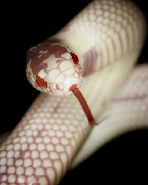 Reversed striped albino California Kingsnake — Stock Photo, Image