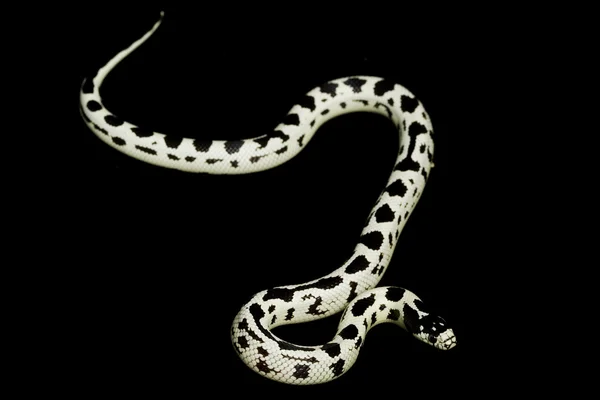 異常なカリフォルニア州キングヘビ属 — ストック写真