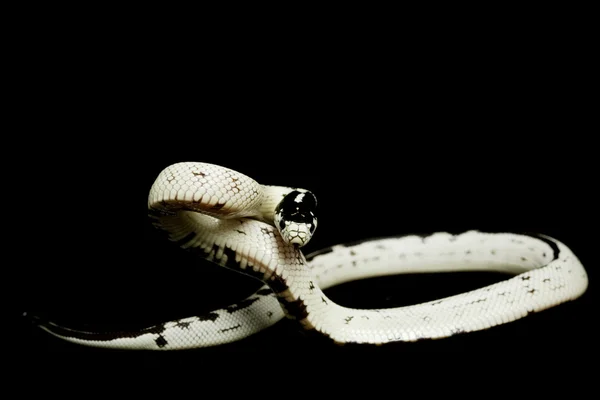 Geriye doğru şeritli California Kingsnake (Lampropeltis getulus Halife — Stok fotoğraf