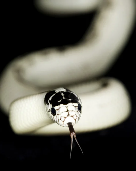 Banán California Kingsnake — Stock Fotó