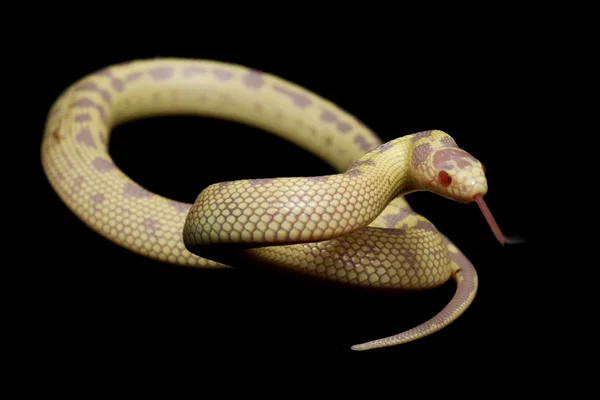 アルビノ バナナ カリフォルニア州キングヘビ属 — ストック写真