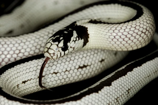 Banana California Kingsnake — Stock Photo, Image