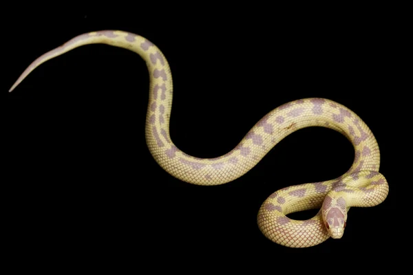 Albino Banana California Kingsnake — Stock Photo, Image