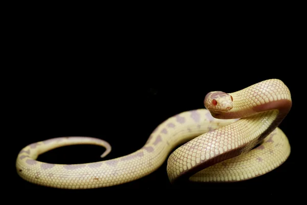 Albino banana Califórnia kingsnake — Fotografia de Stock