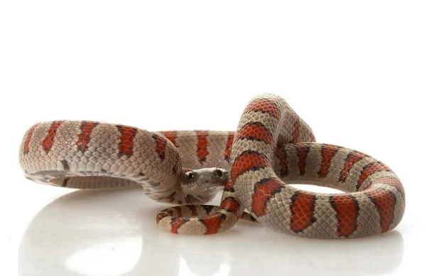 Durango berg kingsnake — Stockfoto