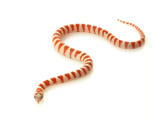 Durango berg kingsnake — Stockfoto