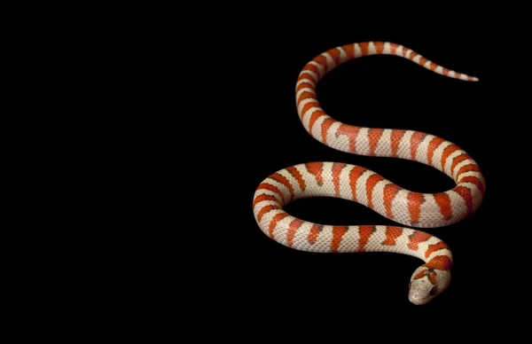 Hypo Durango Mountain Kingsnake — Stock Photo, Image