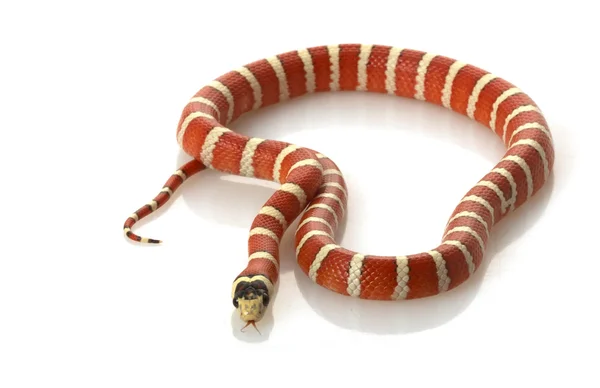 Hypo Durango Mountain Kingsnake — Stock Photo, Image