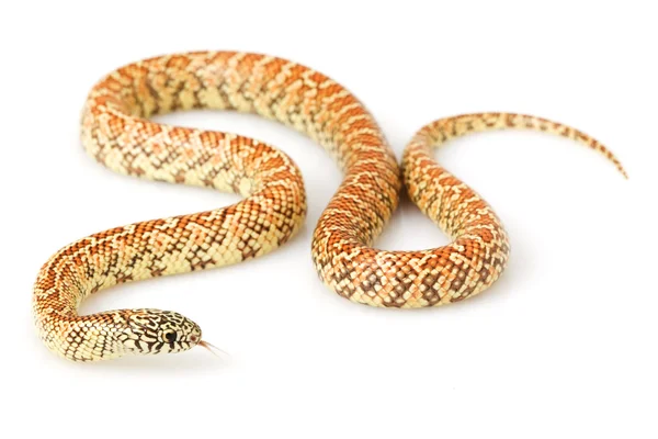 Hypo Florida Kingsnake — Stock Photo, Image