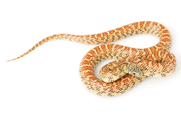 Hipo Florida Kingsnake — Zdjęcie stockowe