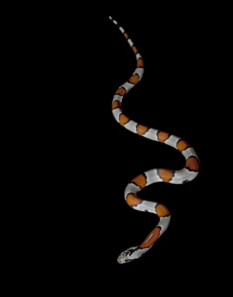 Grey-banded King Snake — Stock Photo, Image