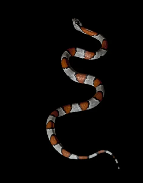 Grijs-banded koning snake — Stockfoto