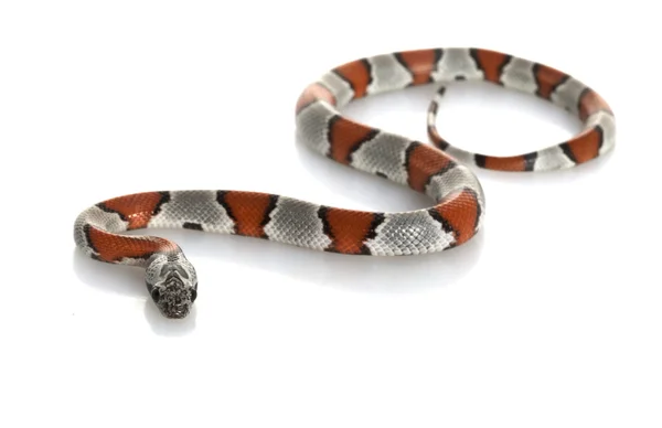 Grå-banded king snake — Stockfoto