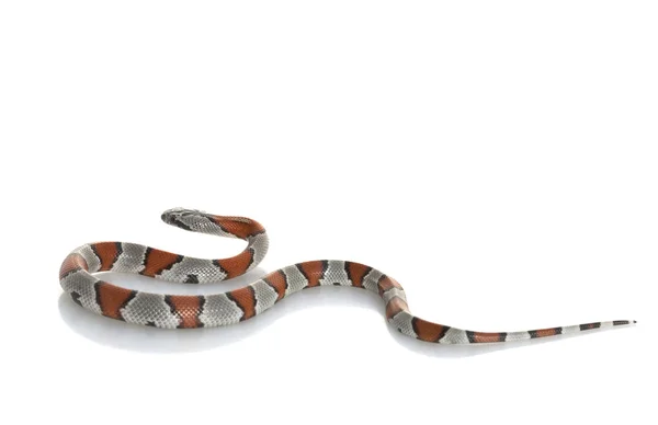 Serpente re dalla banda grigia — Foto Stock