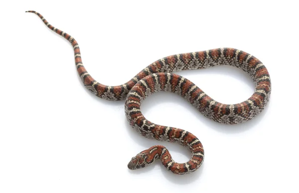 San Louis Petos Королівська змія — стокове фото