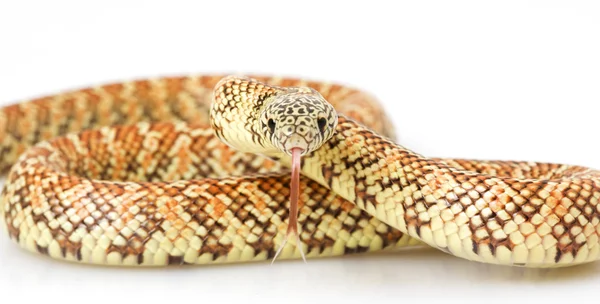 Hypo Florida Kingsnake — Stock Photo, Image