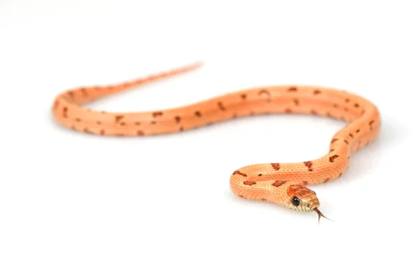 Thayeri serpiente real — Foto de Stock