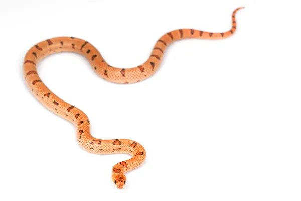 Thayeri serpiente real — Foto de Stock