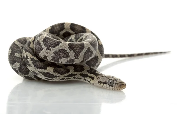 Anery Mexican Night Snake — Stock Photo, Image