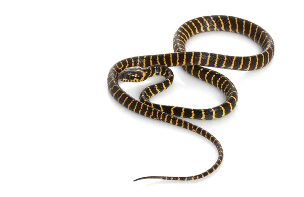 자정 맹그로브 뱀 — 스톡 사진