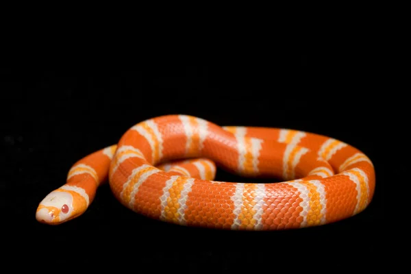 Albino Tangerina Serpente de leite hondurenho — Fotografia de Stock