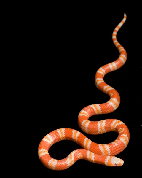 白化病橘洪都拉斯奶蛇 — 图库照片