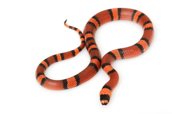 橘洪都拉斯 milksnake — 图库照片