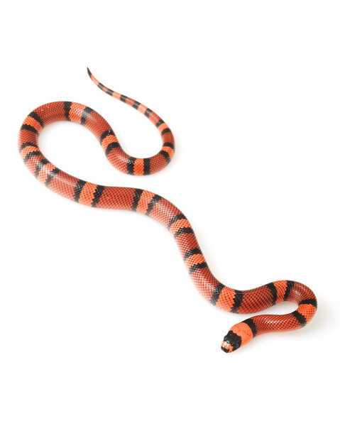 Tangerine Honduran MilkSnake