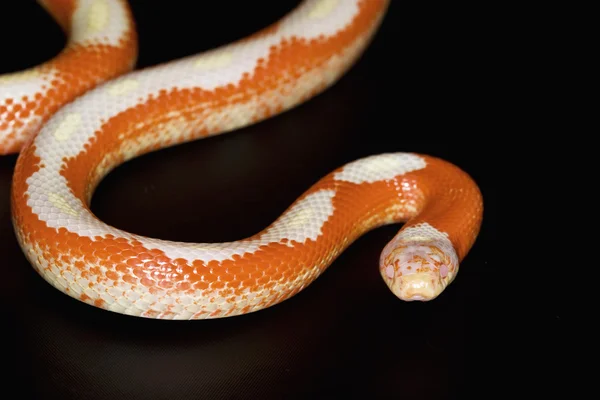 Serpente lattiginoso rosso di Albino Nelson — Foto Stock