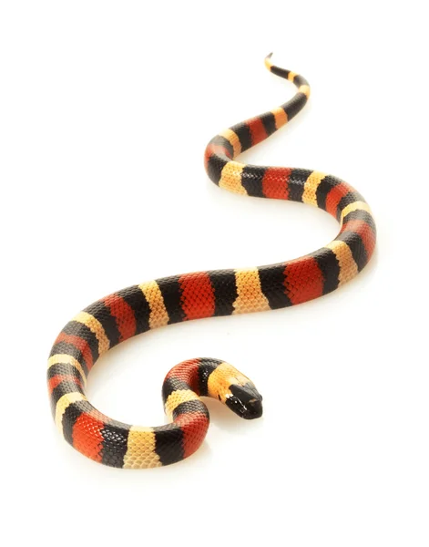 Serpiente lechera de San Pueblán — Foto de Stock