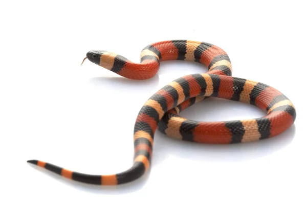 Serpente del latte di San Pueblan — Foto Stock